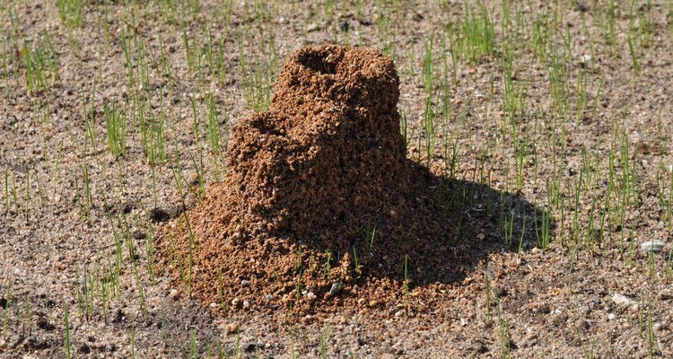Ingresso di un nido di formiche