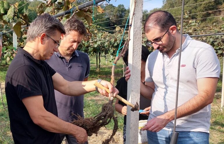 Ricercatori che stanno esaminando le radici di una pianta di actinidia affetta da moria.